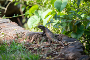 lizard