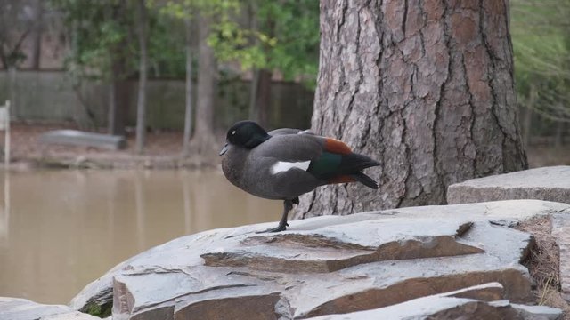 Paradise Shelduck bird stands on a rock in a public water garden pond in Durham, North Carolina