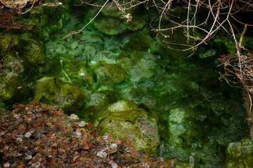 Mossy natural hot spring
