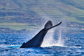 Humpback whale frolicking in the ocean near Lahaina on Maui.