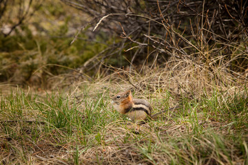 Chipmunk eating in the grass