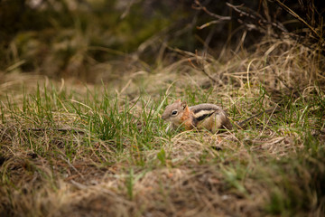 Chipmunk eating in the grass