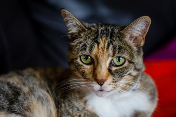 Portrait of calico resting on blankets