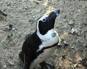 primo piano di pinguino