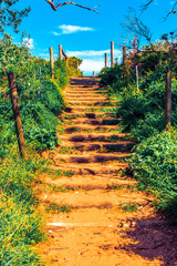 Obraz premium wooden path in the garden