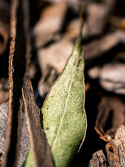 leaf of a tree