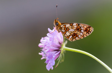 mariposa
