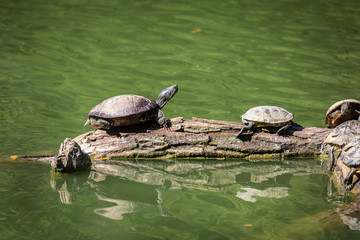 Obraz premium Tartarughe stese su un ramo nel laghetto dello Zoo di Pistoia, Toscana, Italia, Europa
