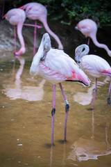 Fenicottero Rosa, Zoo di Pistoia