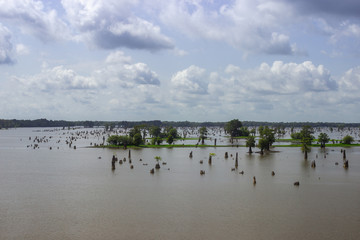 Flooded meadows on a background of summer blue sky. Trees with thick trunks stand in waterlogged meadows. River spills in Louisiana, USA