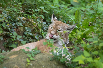 Primo piano ad una Lince a riposo, Zoo di Pistoia