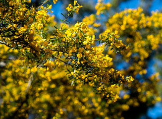 Rigid Bush Pea flowers, Muogamarra Nature Reserve Australia	