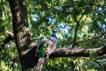 Fototapeta premium Pavone sull'albero allo Zoo di Pistoia