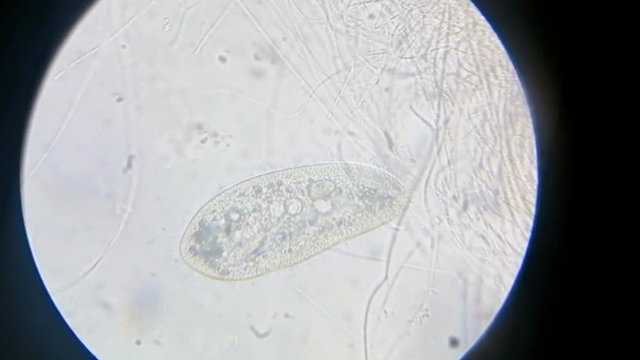 paramecium under a microscope background	
