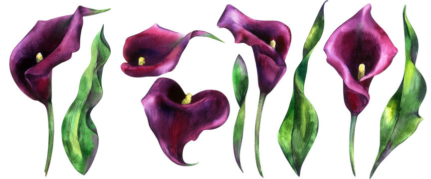 Set of hand painted watercolor flowers, calla, calla lily Zantedeschia flower isolated on a white background. Stock illustration.