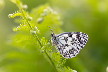 mariposa