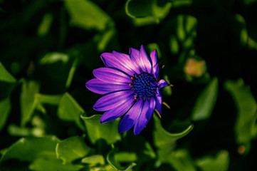 Purple Flower
