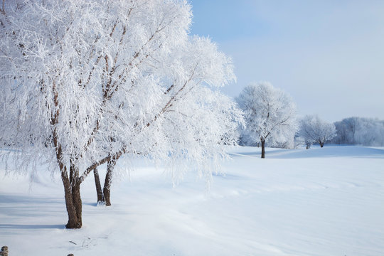 Trees in winter covered with hoar frost on a bright morning