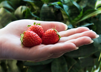 Ripe strawberry fruit in the palm of the hands of a white woman, on a background of green leaves.