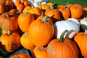 Pumpkin's ready for Halloween