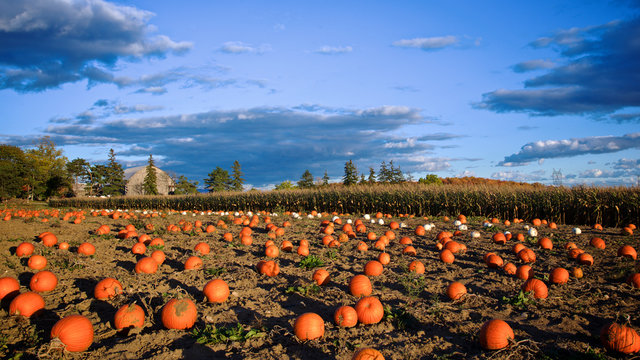 pumpkins in a pumpkin field in Ontario, Canada.