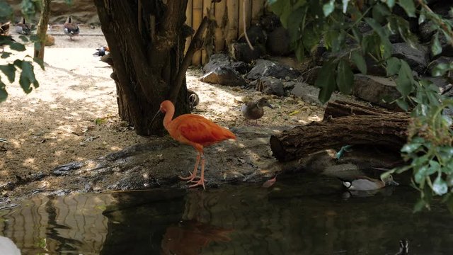 Little orange bird in a zoo.