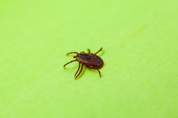 A dangerous parasite and infection carrier mite