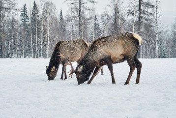 two maral deers graze in a clearing in the winter in the forest
