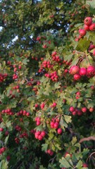 red flowers in garden