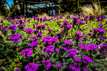 flowers in the garden