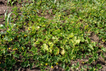 Cucumber Vine Growing on the Ground