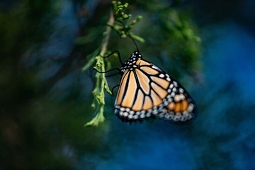Monarch Butterflies