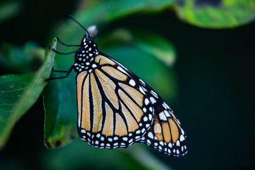 Monarch Butterflies