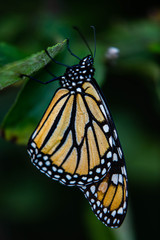 Monarch Butterflies