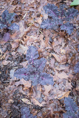 Group of dwarf red Russian kale vegetable with water drops on beautiful curl leaves