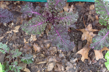 Group of dwarf red Russian kale vegetable with water drops on beautiful curl leaves