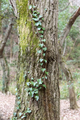 Ivy training on tree in Japan