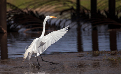 Flying Great white egret Ardea alba wading bird