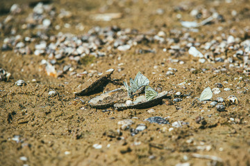 Dry sandy river Bank with large number of snails on the sand illuminated by the bright spring sun. Group of white butterfly sits on the shells