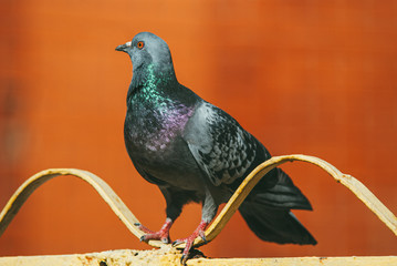 a curious pigeon sits on a metal painted fence in the form of a wave against a red blurred background