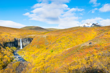 Beautiful view of Svartifoss Waterfall ( Black Waterfall) in Skaftafell National Park - Iceland