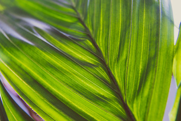 close-up of palm tree plant indoor with window light shining through