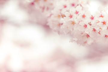 Cherry blossom  flower in spring for background or copy space for text
