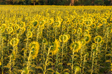 Obraz premium View from behind, many sunflowers blooming.