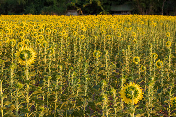 View from behind, many sunflowers blooming.