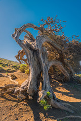Sabina o juniperus, de la isla de el Hierro, islas Canarias, España.