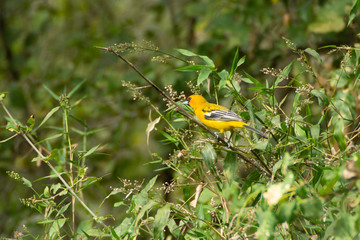 Calandria Dorso Rayado