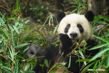 Giant panda eating bamboo leaves
