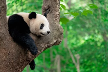 Fensteraufkleber Giant panda eating bamboo leaves © Pav-Pro Photography 