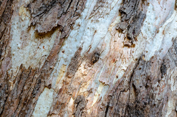 textura de corteza de arbol